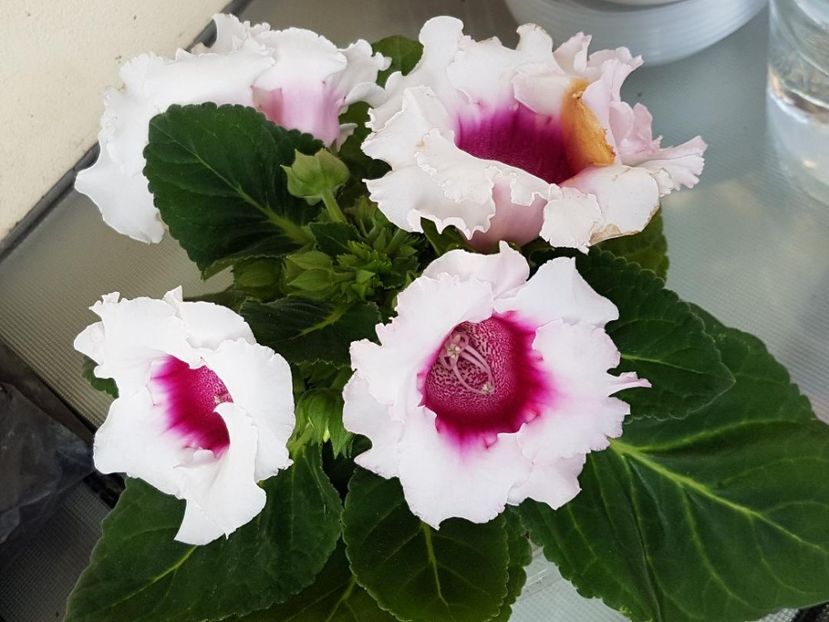 thumbnail (78) - GLOXINIA 2019