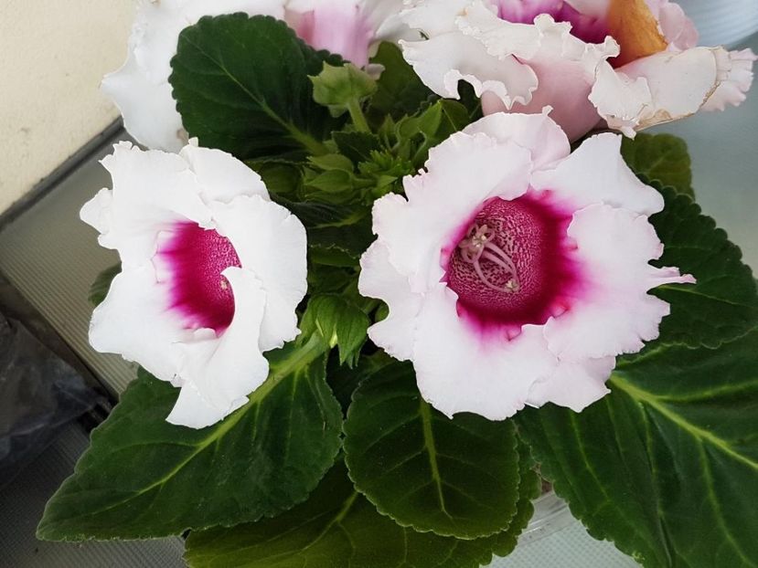 thumbnail (74) - GLOXINIA 2019