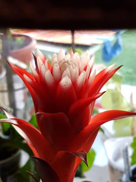 thumbnail (81) - Guzmania 2019