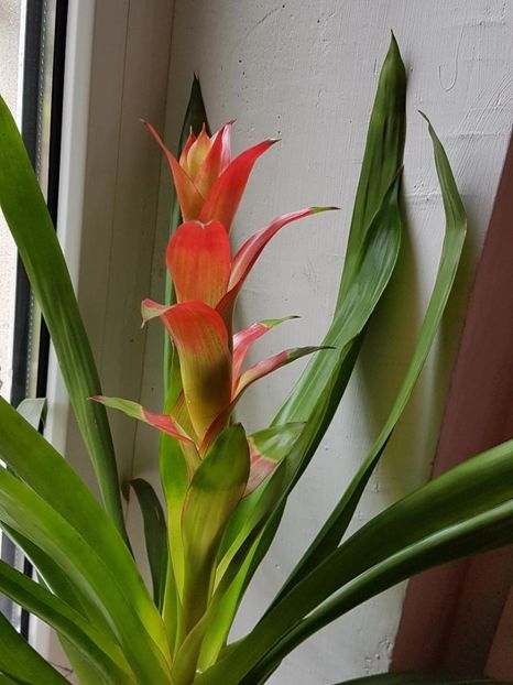 thumbnail (5) - Guzmania 2019