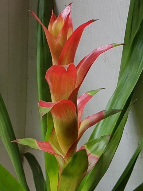 thumbnail (7) - Guzmania 2019