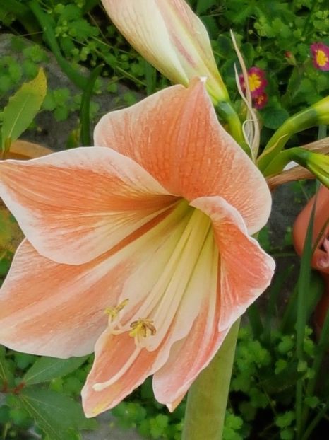 thumbnail (10) - Guzmania 2019