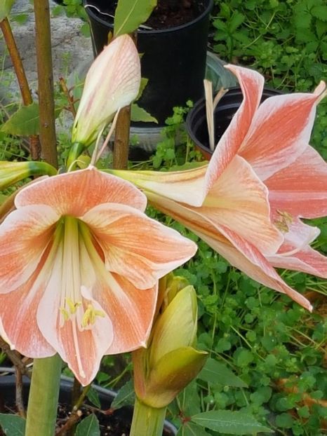 thumbnail (19) - Guzmania 2019