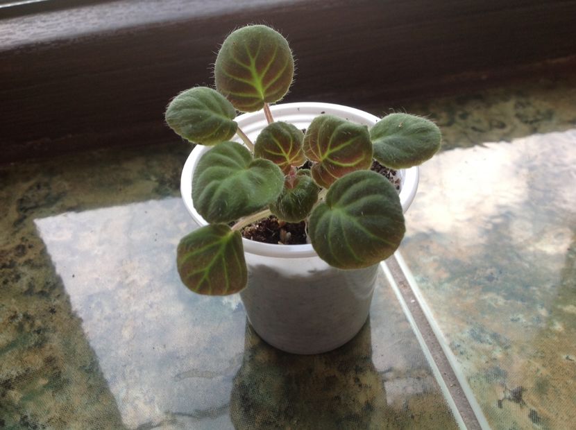  - Saintpaulia ionantha subsp velutina lite