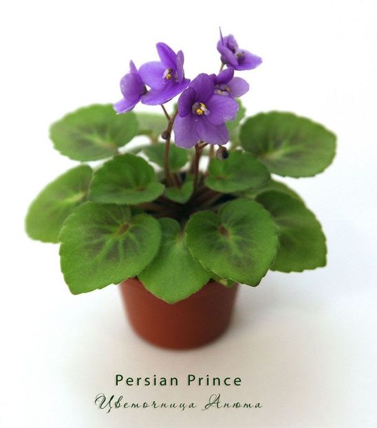 Poza net - Persian Prince
