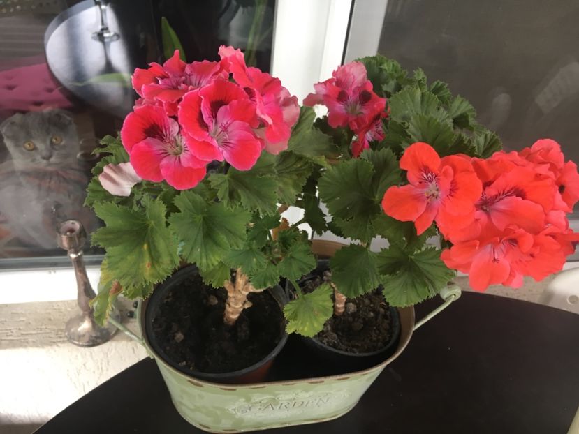 92C74BAE-E166-45E8-9E0D-15B8C02CA47E - 2019