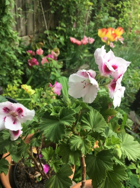 12295D16-9F8F-4C2B-B9CE-3B4ED94CF23C - 2019