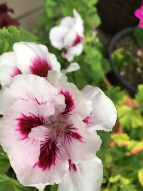 6A611378-566A-47BA-98F3-23C57FE16F9C - 2019