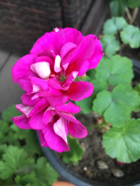 14A9972B-AA71-4A16-B89C-B74F7666EB91 - 2019