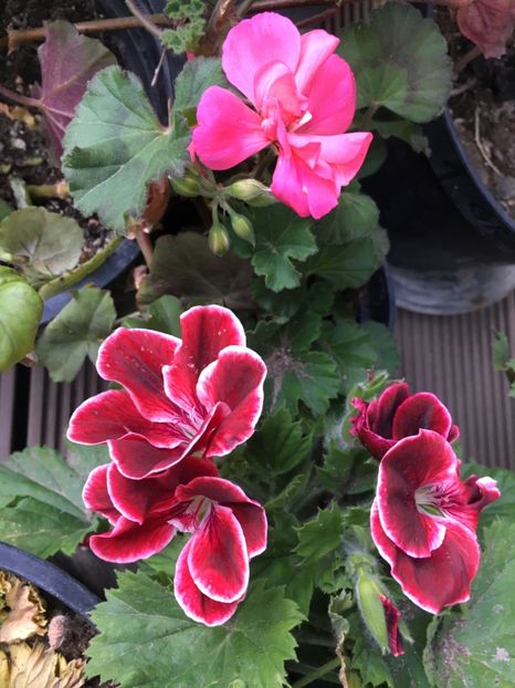 5E3AA9C6-9E12-4C47-BDC5-97553F86B8EA - 2019