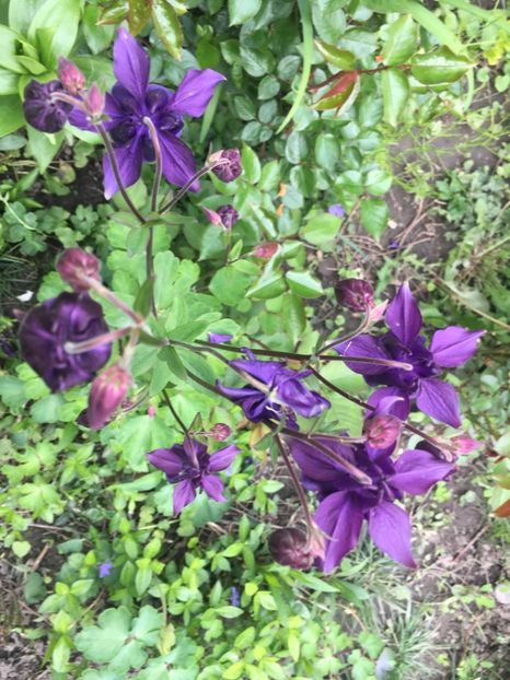 C9C8031C-7DCF-4377-9EEE-F821B8D5B929 - Caldaruse 2019