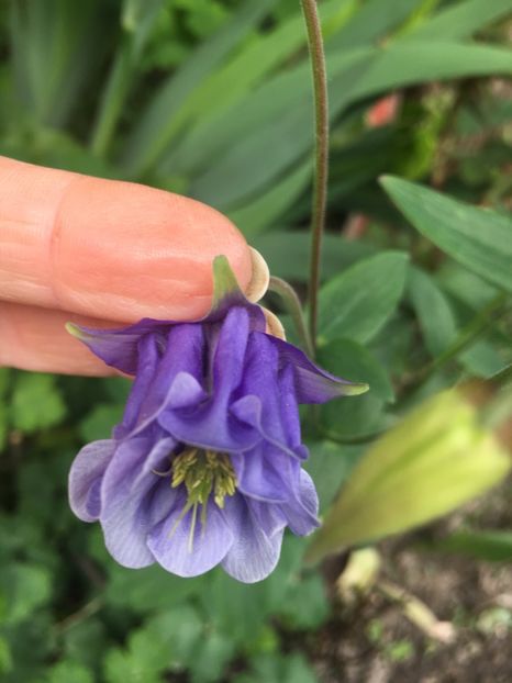 499CEEA6-2829-4C45-8681-6414C2E498B5 - Caldaruse 2019