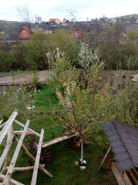  - Primavara in curte 2019