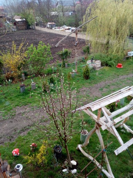  - Primavara in curte 2019