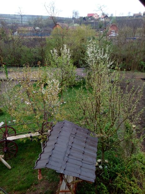  - Primavara in curte 2019