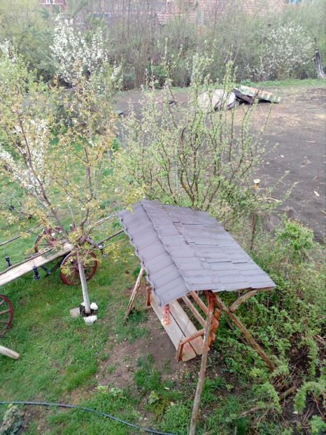  - Primavara in curte 2019