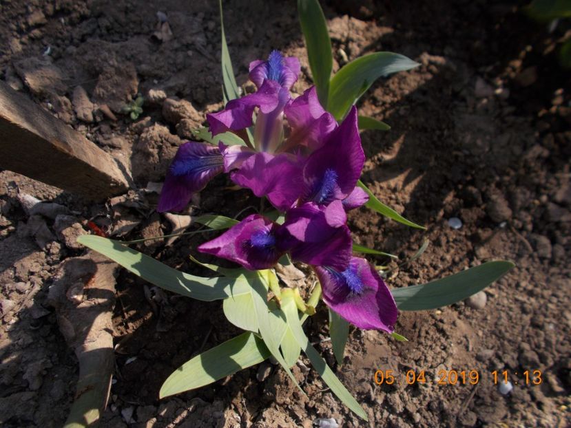 5 lei - IRISI PITICI-2019-disponibili