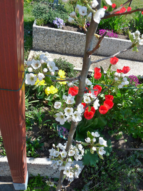  - 2019 - 01 - Primavara