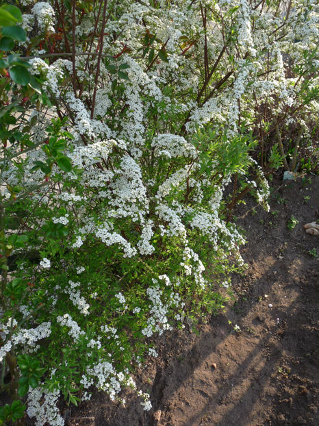  - 2019 - 01 - Primavara