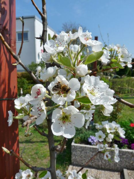  - 2019 - 01 - Primavara