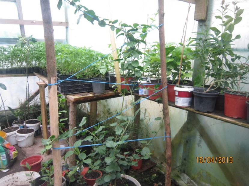 Jasmin sambac - Plante începînd din 30 septembrie 2018
