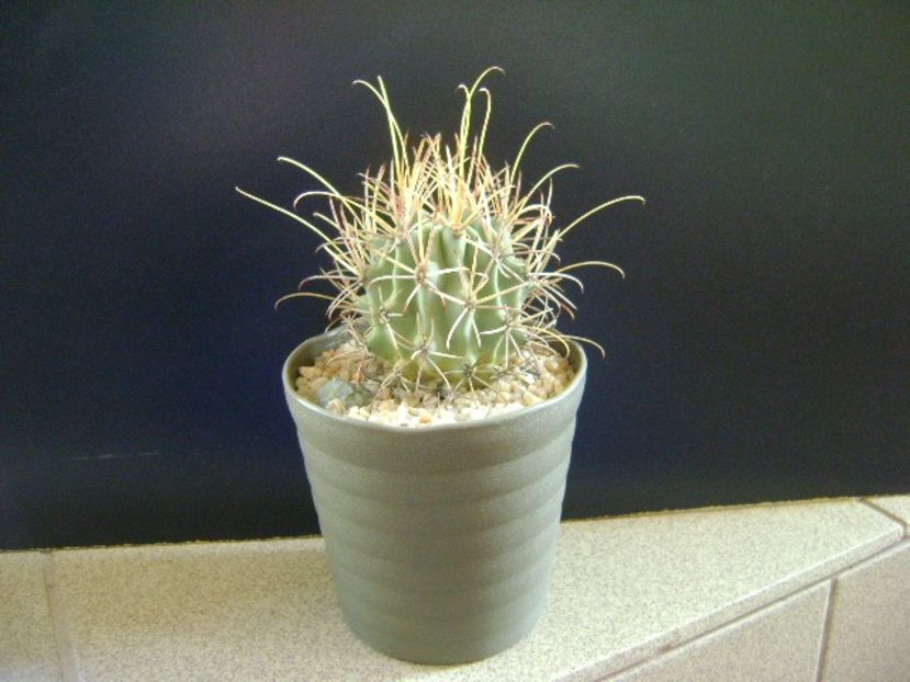 Glandulicactus wrightii, JM136 Marathon, Tx - Cactusi 2018 final de an