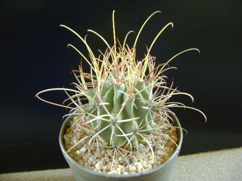 Glandulicactus wrightii, JM136 Marathon, Tx - Cactusi 2018 final de an