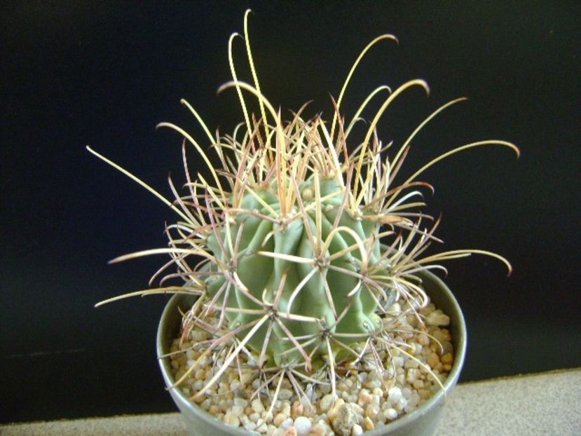Glandulicactus wrightii, JM136 Marathon, Tx - Cactusi 2018 final de an