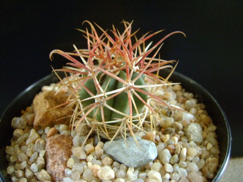 Ferocactus gracilis v. coloratus - Cactusi 2018 final de an