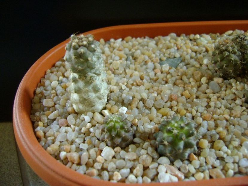 Grup de Copiapoa - Cactusi 2018 final de an