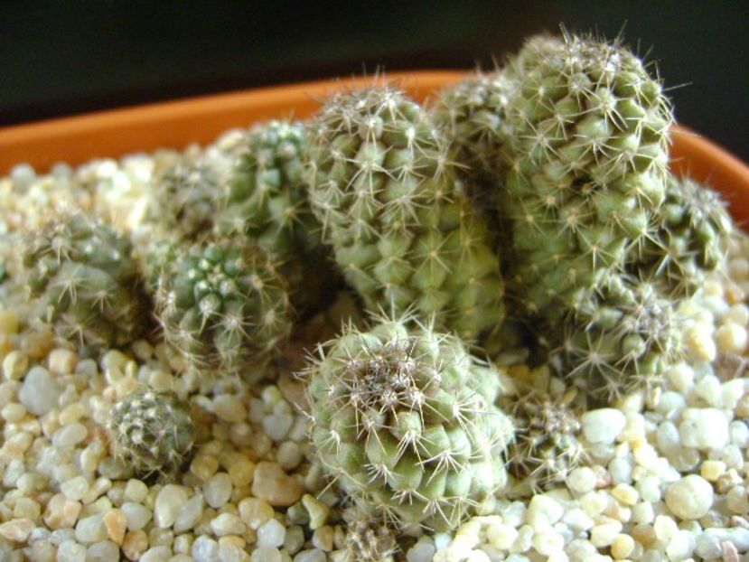 Copiapoa humilis (colonie) - Cactusi 2018 final de an