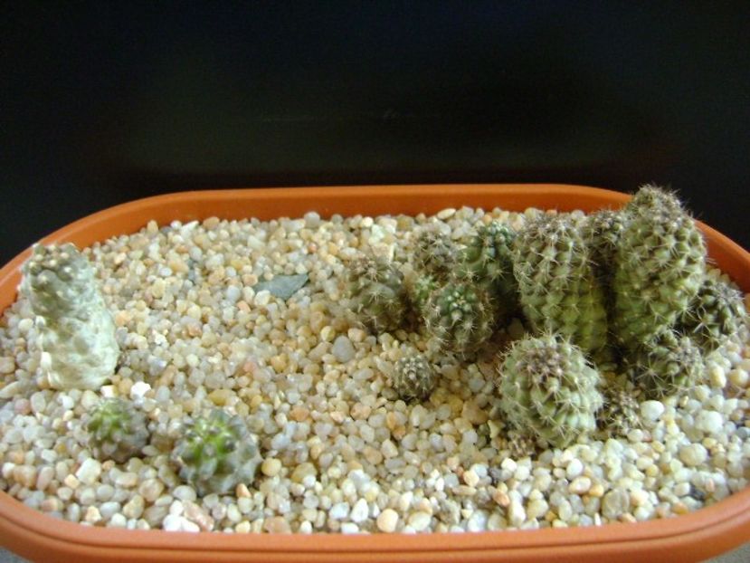 Grup de Copiapoa - Cactusi 2018 final de an
