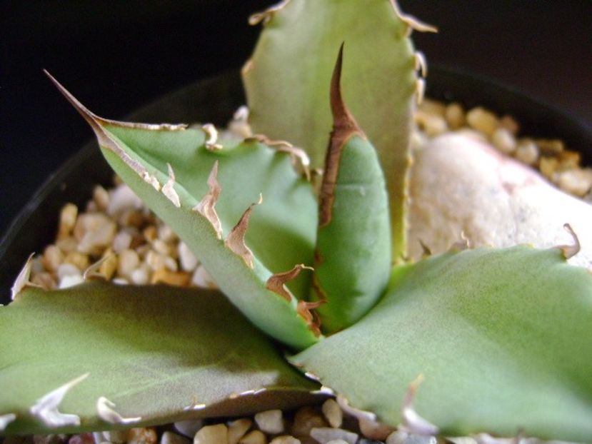 Agave titanota - Agave si Yucca 2019