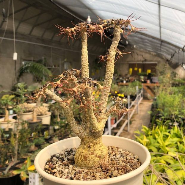 Dorstenia gypsophila - Whish list pentru viata urmatoare1