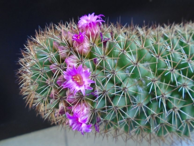 Mammillaria backebergiana - Cactusi 2019