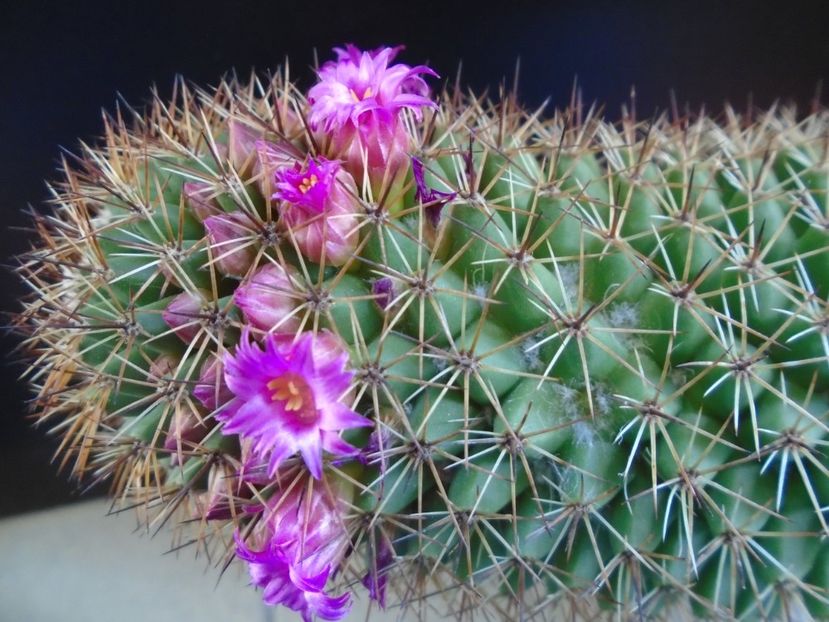 Mammillaria backebergiana - Cactusi 2019