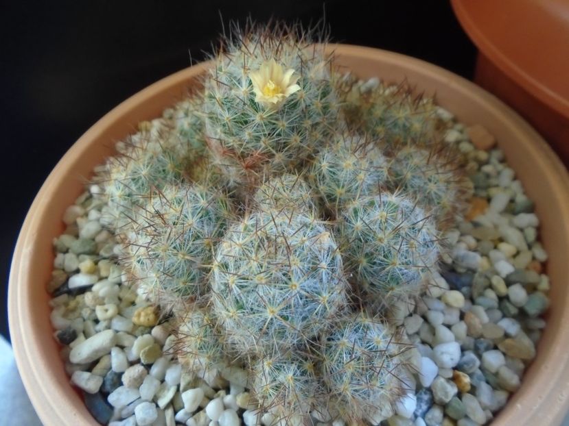 Mammillaria prolifera ssp. texana - Cactusi 2019