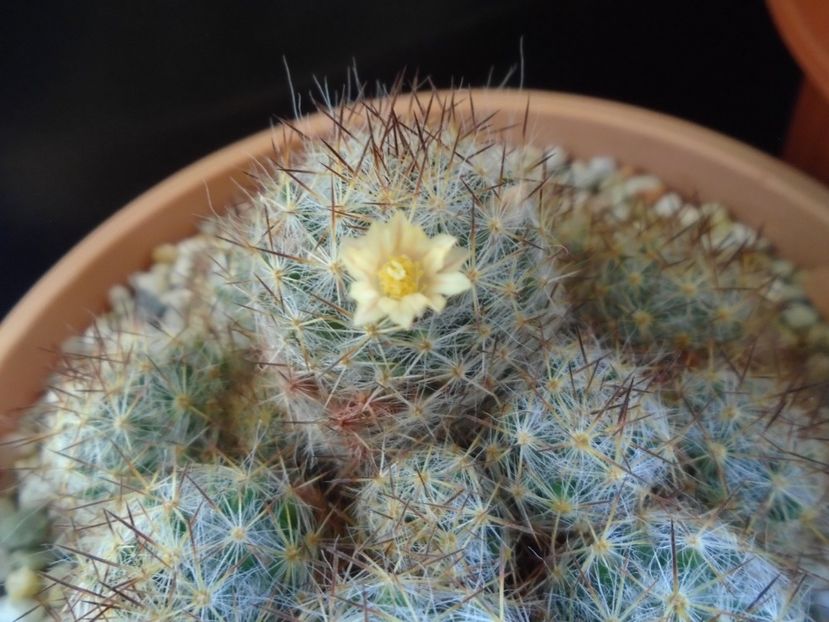 Mammillaria prolifera ssp. texana - Cactusi 2019