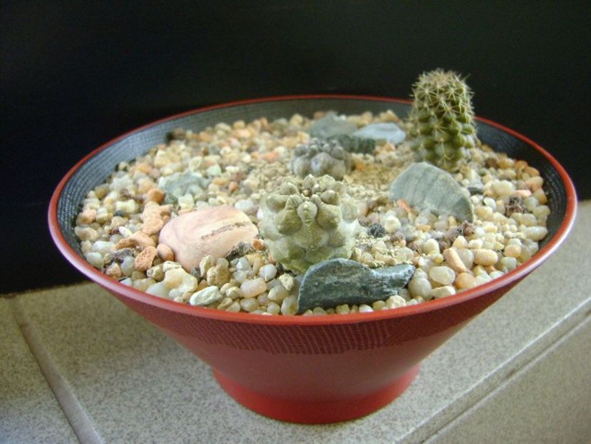 Grup de 3 Copiapoa - Cactusi 2019