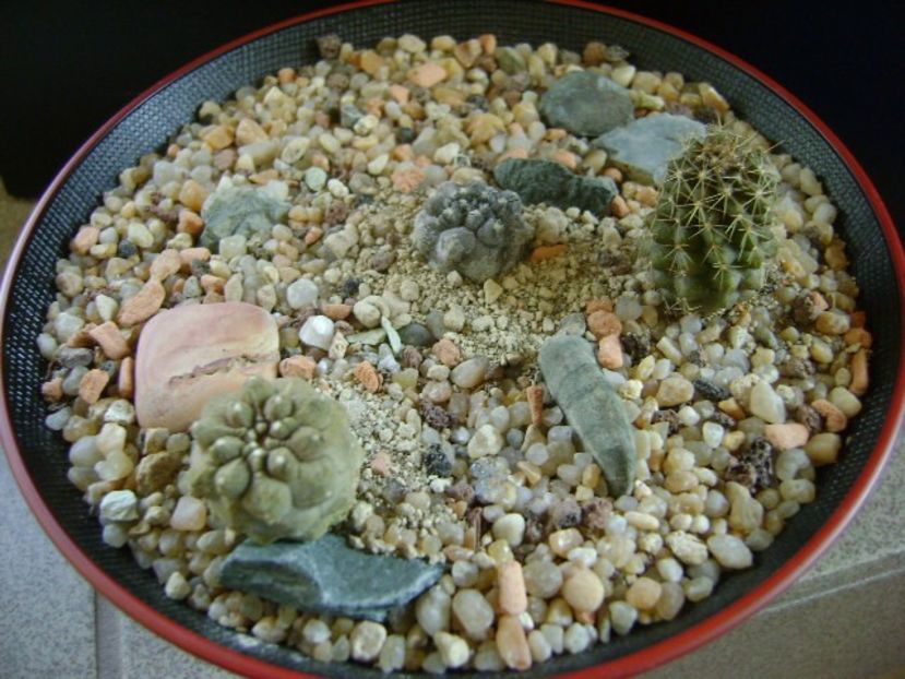 Grup de 3 Copiapoa - Cactusi 2019