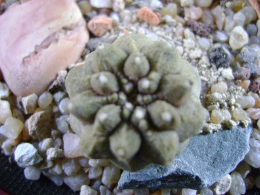 Copiapoa hypogaea cv. Lizard Skin - Cactusi 2019