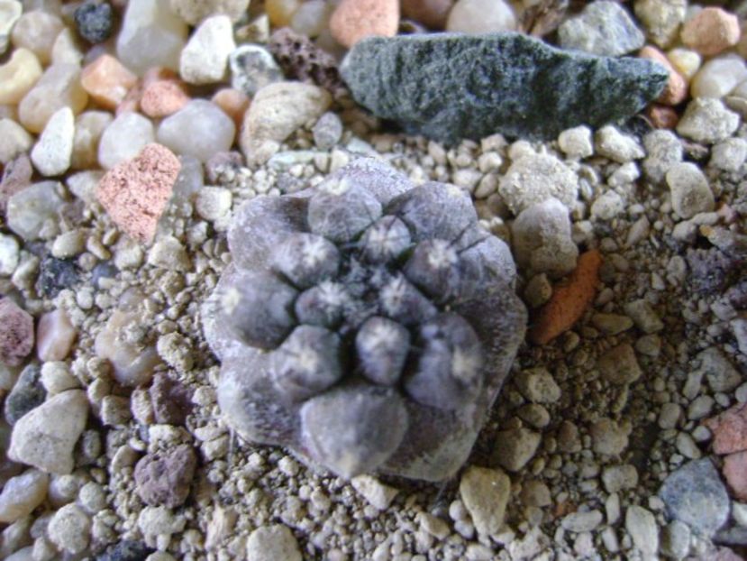 Copiapoa bridgesii - Cactusi 2019