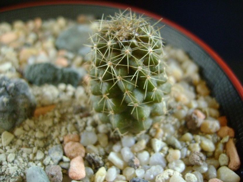 Copiapoa minima, Totoral Bajo, Ch. - Cactusi 2019