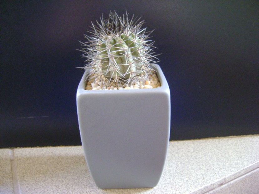 Copiapoa calderana - Cactusi 2019