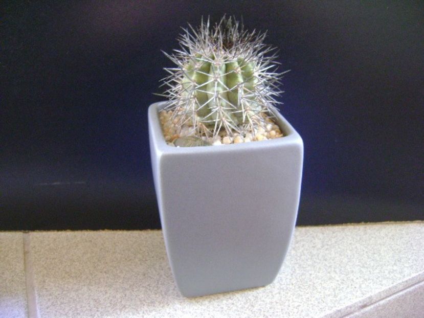 Copiapoa calderana - Cactusi 2019