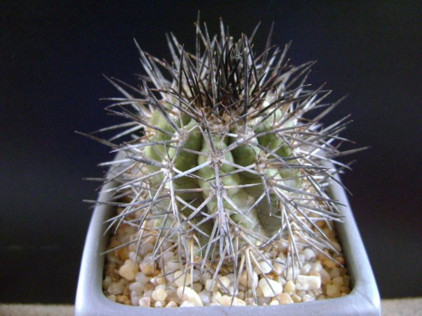 Copiapoa calderana - Cactusi 2019
