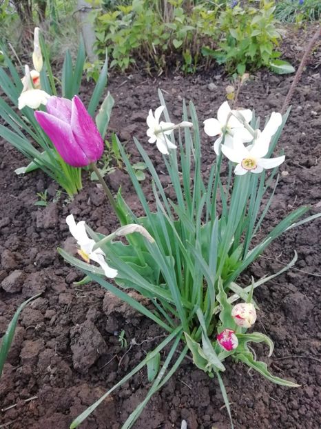 18.04 - gradina 2019