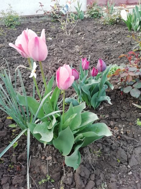 18.04 - gradina 2019