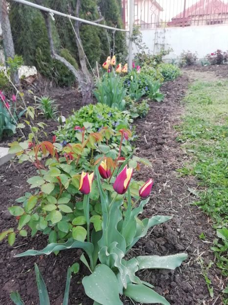 18.04 - gradina 2019