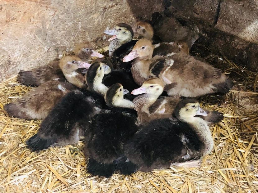 IMG-20190418-WA0006 - Bomboane asortate 2019